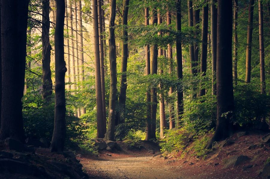 Zonlicht dat tussen hoge bomen op een bospad valt